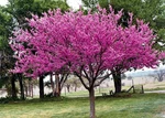 Eastern Redbud Qt Pot Cercis Canadensis. Fixed Price $12.95.