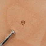 Craftool Steel Acorn Stamp W552 6552-00 By Tandy Leather. Fixed Price $6.99.
